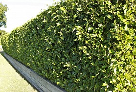 Griselinia Broadway Mint - (Kapula)