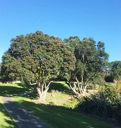 Metrosideros Excelsa - Pohutukawa