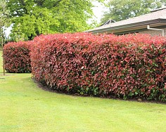 Photinia Red Robin – Red Robin