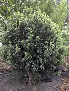 Pittosporum Ralphii Stephen’s Island