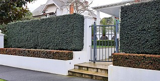 Podocarpus Totara Matapouri Blue (Blue Totara)