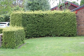 Podocarpus Totara – Upright Totara