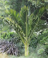 Rhopalostylis Sapida – NZ Nikau