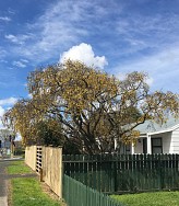 Sophora Chathamica – (Coastal Kowhai)